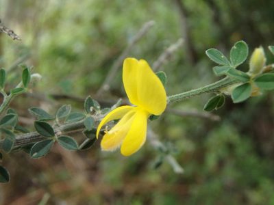 Genista canariensis, photographed by Daniel Cahen
