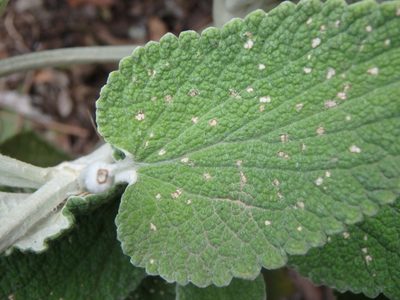 Sideritis macrostachyos, photographed by Daniel Cahen