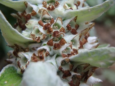 Sideritis macrostachyos, photographed by Daniel Cahen