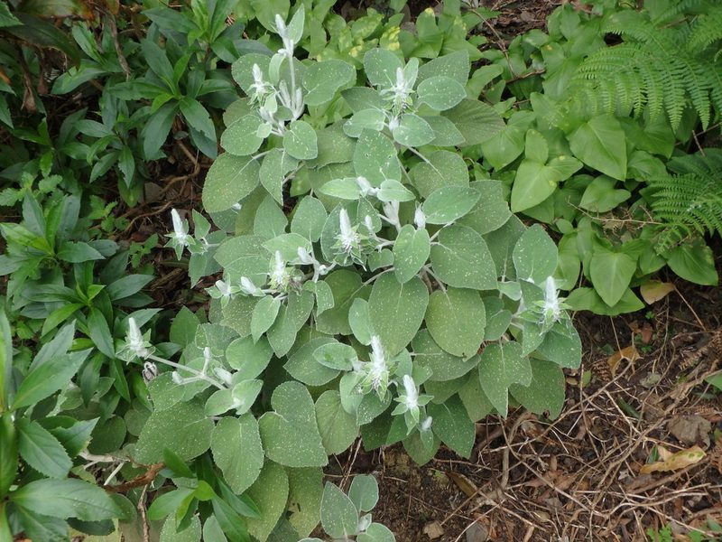 Sideritis macrostachyos, photographed by Daniel Cahen