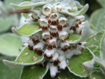 Sideritis macrostachyos, photographed by Daniel Cahen