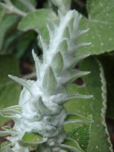 Sideritis macrostachyos, photographed by Daniel Cahen