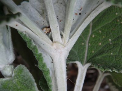 Sideritis macrostachyos, photographed by Daniel Cahen