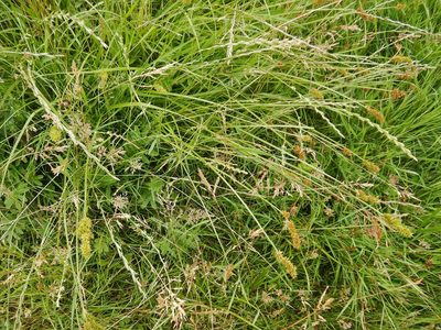 Carex otrubae, photographed by pete_gateley