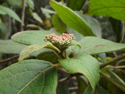 Viburnum rugosum, photographed by Daniel Cahen