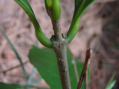 Picconia excelsa, photographed by Daniel Cahen