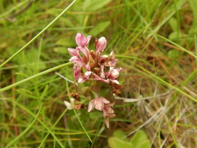 Dactylorhiza incarnata, photographed by pete_gateley
