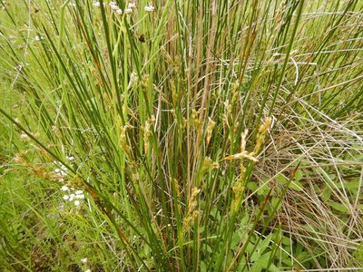 Juncus maritimus, photographed by pete_gateley
