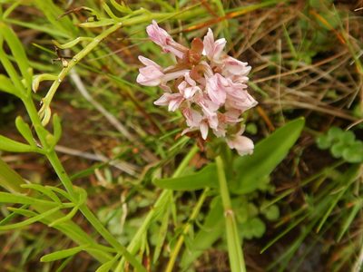Dactylorhiza incarnata, photographed by pete_gateley