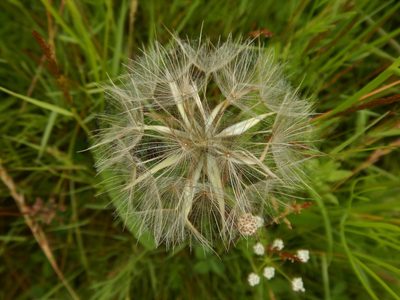 Tragopogon pratensis, photographed by pete_gateley