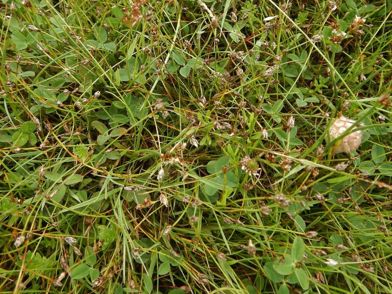 Eleocharis quinqueflora, photographed by pete_gateley