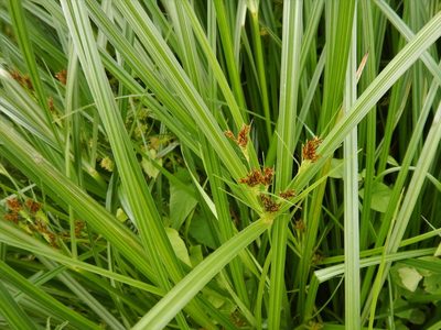 Cyperus longus, photographed by pete_gateley