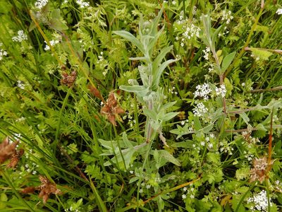 Epilobium parviflorum, photographed by pete_gateley