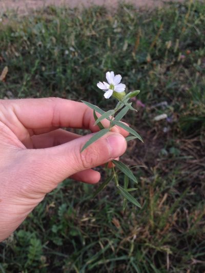 Silene procumbens, photographed by Evgenij Samarin