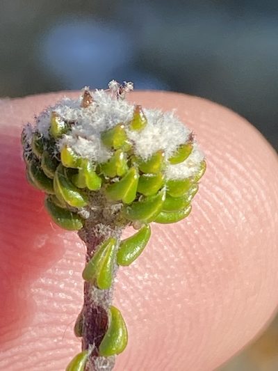 Phylica debilis, photographed by Dave U