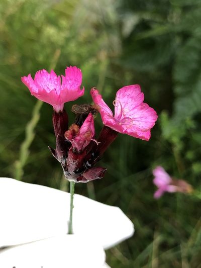 Dianthus giganteus, photographed by Thomas Ebner