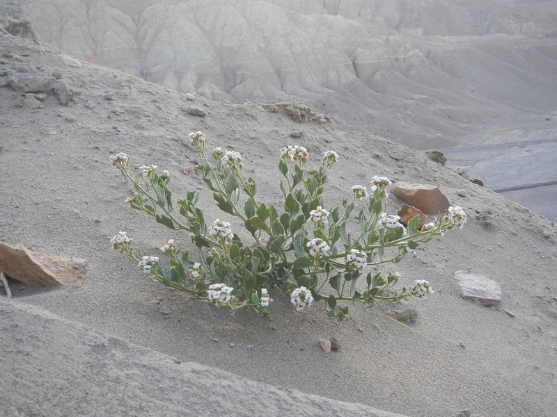 Christolea crassifolia, photographed by Chao Shi