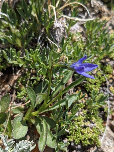 Campanula uniflora, photographed by Alaina Krakowiak
