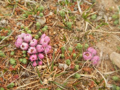 Myricaria prostrata, photographed by Chao Shi