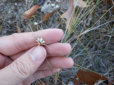 Rhynchospora nivea, photographed by Sam Kieschnick