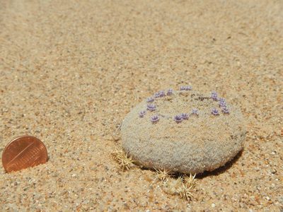 Pholisma sonorae, photographed by Chao Shi