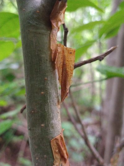 Bursera grandifolia, photographed by Abraham Sánchez Romero