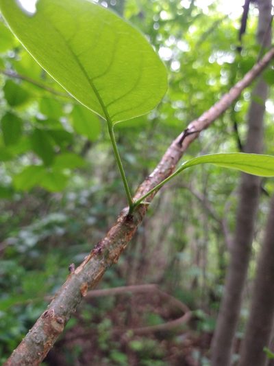 Bursera grandifolia, photographed by Abraham Sánchez Romero