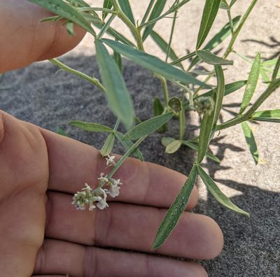 Ladeania lanceolata, photographed by Zac Peterson