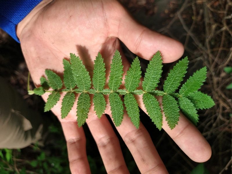 Bursera copallifera, photographed by Abraham Sánchez Romero