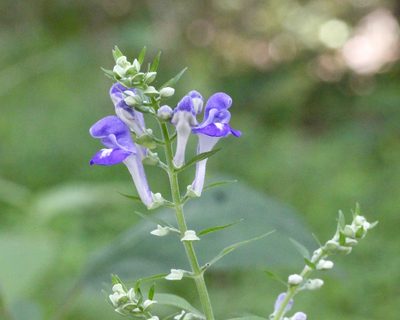 Scutellaria incana, photographed by Fluff Berger