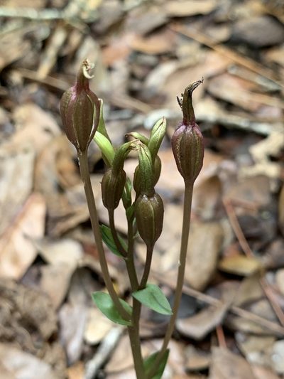 Triphora gentianoides, photographed by Claire Herzog