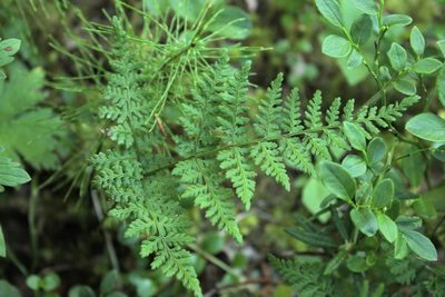 Cystopteris montana, photographed by nina_nesterova