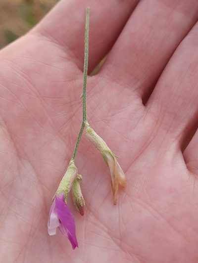 Astragalus subuliformis, photographed by Виктория Билоус