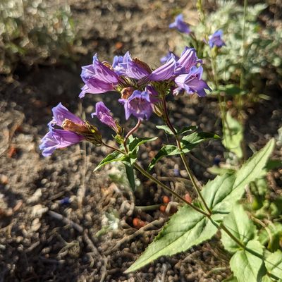 Penstemon serrulatus, photographed by Dominic Gentilcore