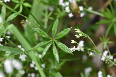 Galium rivale, photographed by Марина Садыкова