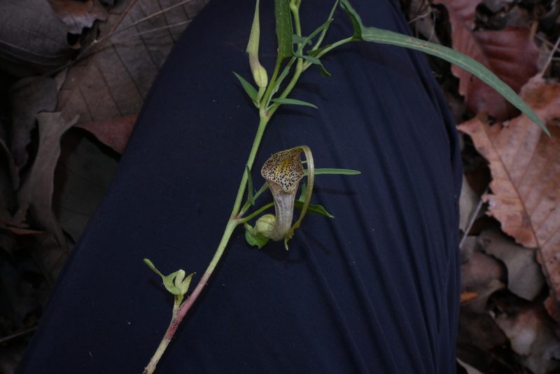 Aristolochia palmeri, photographed by Dante S. Figueroa