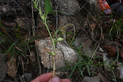 Aristolochia palmeri, photographed by Dante S. Figueroa