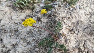 Cymopterus lemmonii, photographed by Darrin Gobble