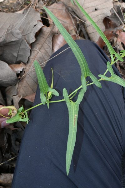 Aristolochia palmeri, photographed by Dante S. Figueroa