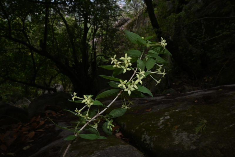 Bouvardia multiflora, photographed by Dante S. Figueroa