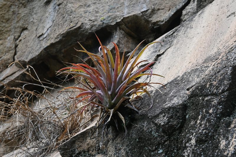 Tillandsia capitata, photographed by Dante S. Figueroa