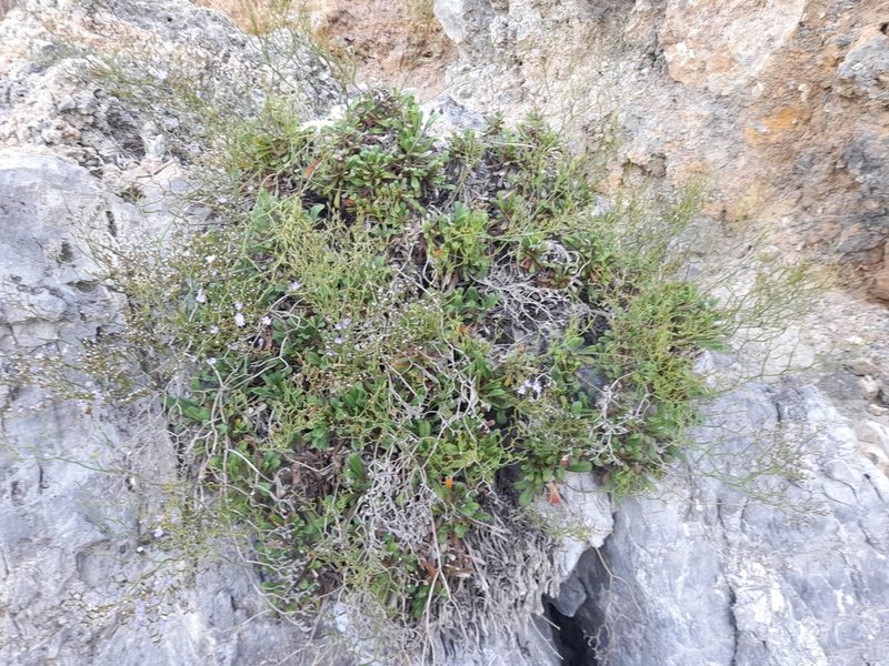 Limonium multiforme, photographed by etrusko25