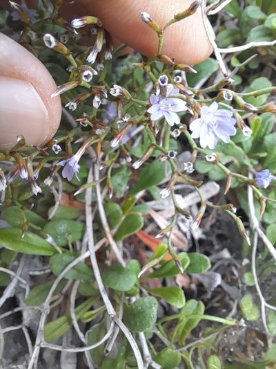 Limonium multiforme, photographed by etrusko25