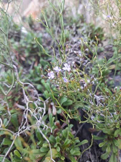 Limonium multiforme, photographed by etrusko25