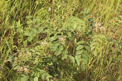 Glycyrrhiza uralensis, photographed by Nina Filippova