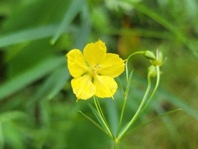 Lysimachia quadriflora, photographed by Elias