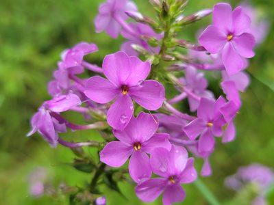 Phlox maculata, photographed by Elias