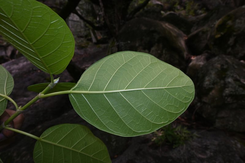 Ficus cotinifolia, photographed by Dante S. Figueroa