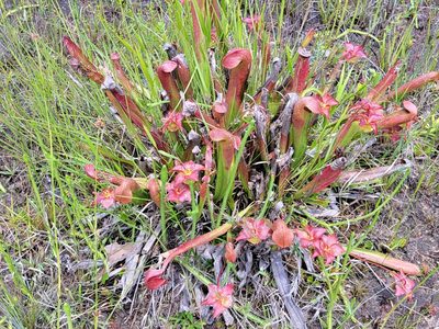 Sarracenia minor, photographed by Rebecca Gimenez Husted