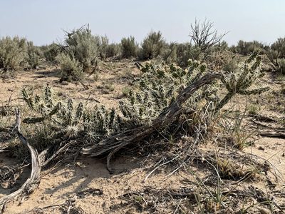 Cylindropuntia whipplei, photographed by Bobby McCabe
